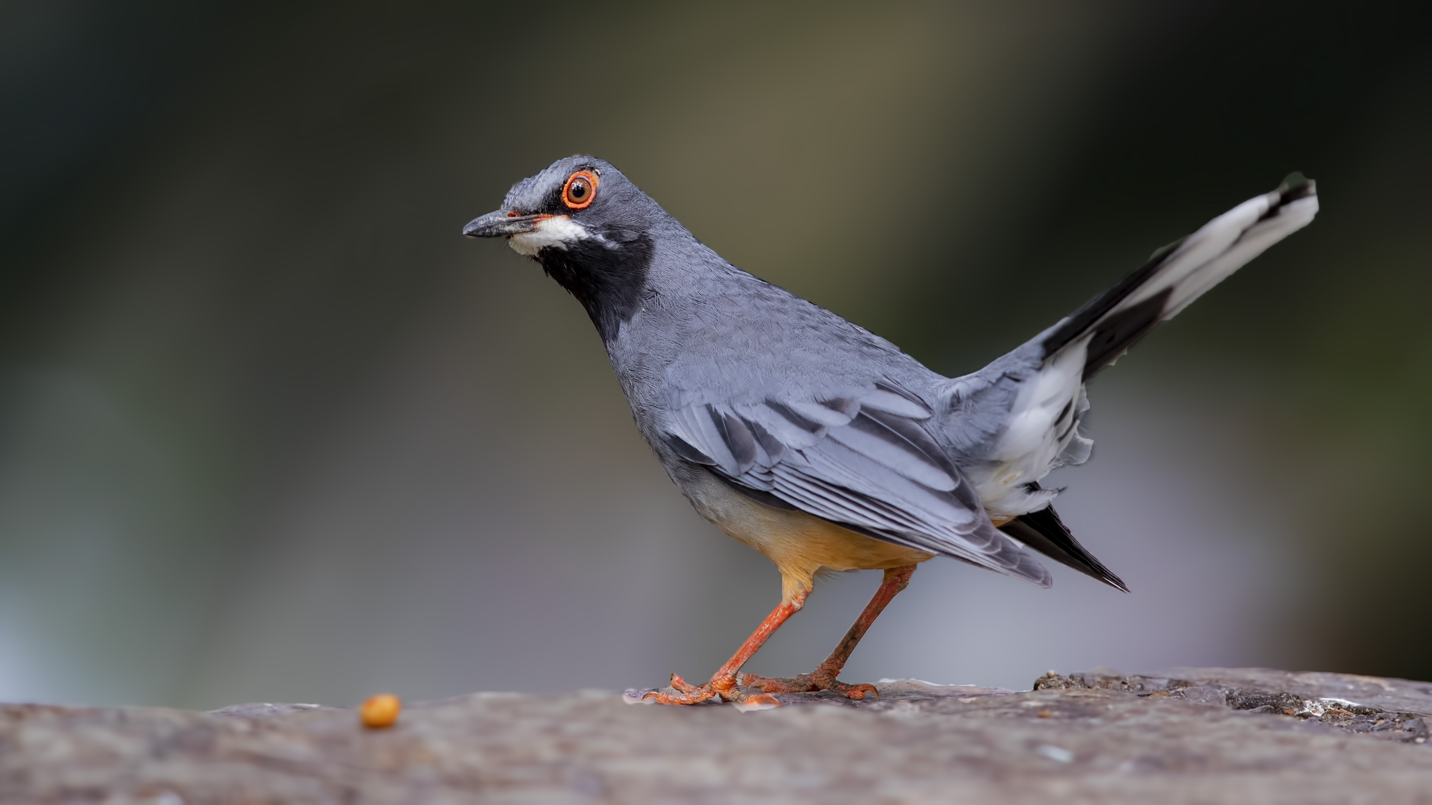 Red-legged Thrush